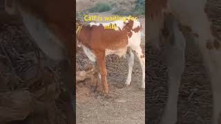 A calf is waiting for milkcow calfmilktopvirlvideo [upl. by Heda]