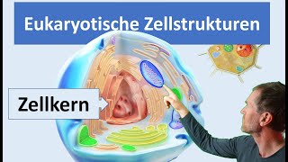 Eukaryotische Zellen Pflanzenzelle und Tierzelle mit ihren wichtigsten Zellstrukturen Organellen [upl. by Sandra]