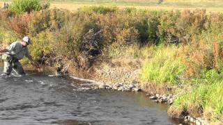 S Platte Fall Brown Trout Santa MariaTomahawk SWA [upl. by Awad337]