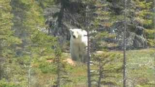 Polar Bear Sighting From Vanmov [upl. by Macmillan]