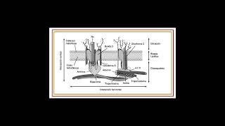 Velocidad de sedimentación globular VSG Fundamento [upl. by Anihcak]