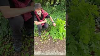 Young Giant Hogweed [upl. by Bogie]