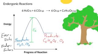 Endergonic Reactions [upl. by Adahs]