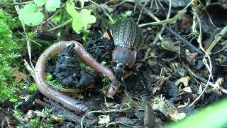 Carabus cancellatus [upl. by Oigroig]