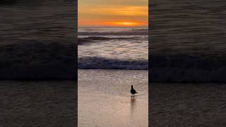 Sunset Ocean Beach San Francisco beach california pacificocean sunset sanfrancisco beach [upl. by Froh]