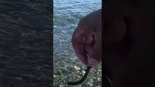 Sand Lance Candle Fish Bait fishing salmonfishing [upl. by Ahto]