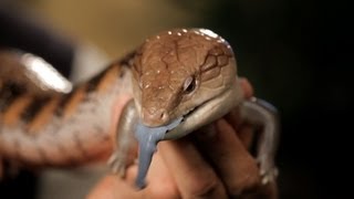 6 Cool Facts about BlueTongued Skinks  Pet Reptiles [upl. by Clapp]