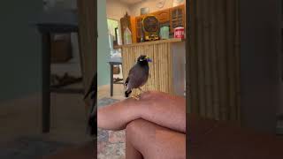 Talking mynah bird named Kapono [upl. by Sutsuj856]