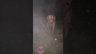 Is it an alien dog goodmorningsunshines chesapeakebayretriever [upl. by Banyaz626]