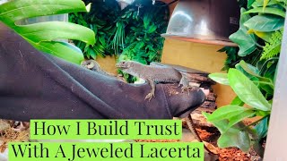 Handling My Jeweled Lacerta For The First Time [upl. by Valoniah968]