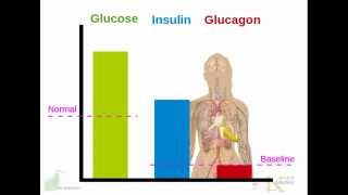 Human endocrine system Pancreas insulin glucagon diabetes [upl. by Pettit]