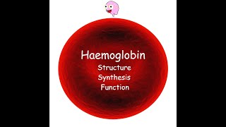 Part 3 Haemoglobin  Structure Synthesis Types and Function [upl. by Fadden]