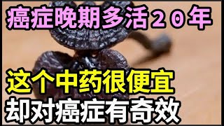 癌症晚期被判活不过1个月，1年后癌症痊愈，这个中药很便宜，却对癌症有奇效，没事多拿来泡水喝，杀光全身癌细胞！【本草养生大智慧】 [upl. by Aivatal]