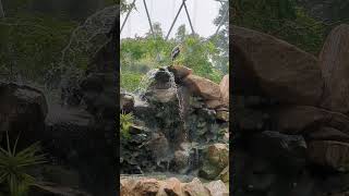 Guindy park waterfalls nature like guindy park love viralvideo video share likeandsubscribe [upl. by Ahsaya]