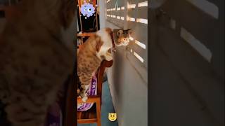 04 Funny Cat video😺😺shortyoutubeshortviralshorttranding [upl. by Ball]