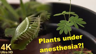 Plants under anesthesia [upl. by Alyose]