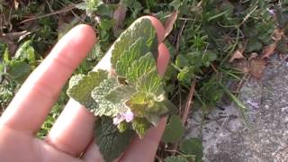 Purple deadnettle [upl. by Thessa882]