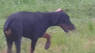 Dobermann Welpe 3 monate alt  12 Wochen [upl. by Glorianna51]