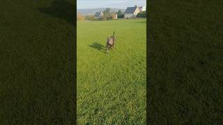 Italian Mastiff 😍 dogsofyoutubeshorts doglover doglovers canecorso italianmastiff [upl. by Innavoeg]