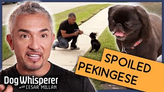 Spoiled Pekingese Has Never Been Trained  S9 Ep 10  Dog Whisperer [upl. by Miguel]