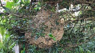 i found a giant nest of a Greater Banded Hornet [upl. by Cicenia]