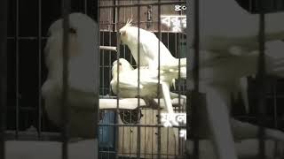 Kokatel Bird foryou birds music viralvideo birdslover trending trendingshorts viralshorts [upl. by Asikal848]