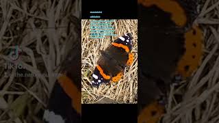 The Red Admiral butterfly with fun facts naturescreation funfacts [upl. by Ricardo250]