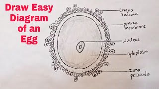 How To Draw A Diagram Showing Structure of An Egg [upl. by Acsecnarf]