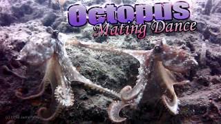 Octopus mating dance [upl. by Dnyletak750]