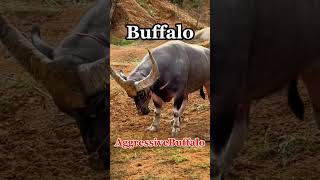 Angry Buffalos Power Move  Natures Wild Sidequot 🐃 shorts angrybuffalo [upl. by Malony]