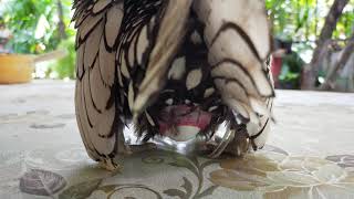 Silver Sebright Bantam  Fancy Chicken laying an egg [upl. by Eamaj]