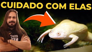 🔴A POLÊMICA RÃ ALBINA EM AQUÁRIOS  XENOPUS LAEVIS  Mr Betta [upl. by Ellerehs363]