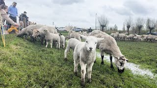 Geen eitjes maar lammetjes zoeken op Tweede Paasdag tijdens lammetjesdag [upl. by Harland]