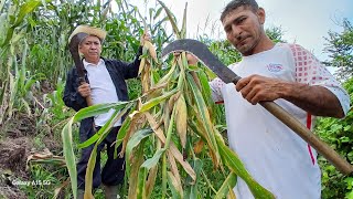 Terminando la dobla xq Rambo y wilo son cosa seria para la doblada😱🌽🌾🤠 [upl. by Assirhc130]