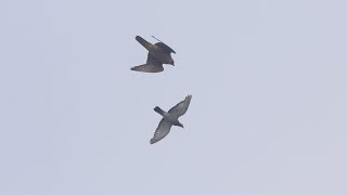 Hunting Peregrine Falcon [upl. by End]