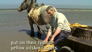 La pêche aux crevettes à cheval à Oostduinkerke [upl. by Enileuqaj]