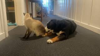 Bernese puppy playing with her Siamese friend [upl. by Zzahc]