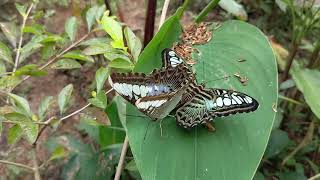 Whats fantastic color of butterfly butterfly how butterflylifecycle butterflyfarm viral [upl. by Lerat321]