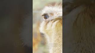 4 facts about Ostriches that you wont believe🤯 subscribe shorts interestingfacts funfacts [upl. by Corron]