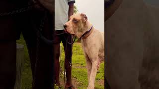 Bully Kutta Chennai bullykutta rottweilerlove doglover pets youtubeshorts viralvideo trending [upl. by Bough]