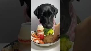 Homemade dog food 🐱🐈Healthy homemade dog food dogsfood fooddog shorts dog [upl. by Innos]