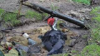 Pileated Woodpecker  Love her [upl. by Niarda]