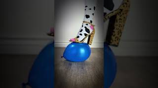 Experiment Moo Socks in Heels Steps on Balloon [upl. by Ayidah]