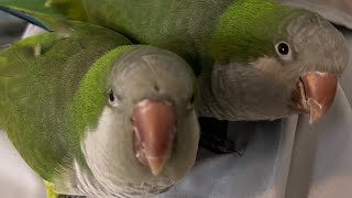 Amazing Quaker Parrots Talking to Each Other and Singing Together [upl. by Ahsetel626]