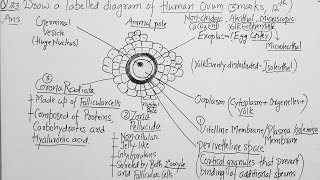 Q23 Draw a labelled diagram of Human Ovum12th Biology ch 3 Human Reproduction NCERT NEET [upl. by Shewmaker]