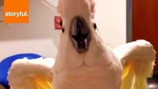 Foul Mouthed Cockatoo Hates Nails Trimmed [upl. by Ettelorahc188]