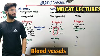 Blood vessels  NMDCAT 2021 [upl. by Sacul]