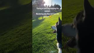 Long live King Wulf dogparent funnyvideo talkingdog dogvideo siberianhusky wulfthehusky [upl. by Edlin921]