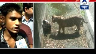 Witness narrates the whole incident of Delhi zoo says youth slipped and fell into its enclosure [upl. by Atiuqnahs]