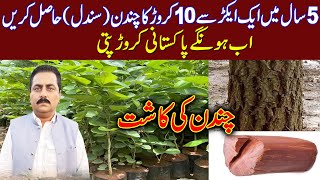 chandan ki kasht in Pakistan  chandan farming in Pakistan  chandan farms in Pakistan  sandal wood [upl. by Tarryn]